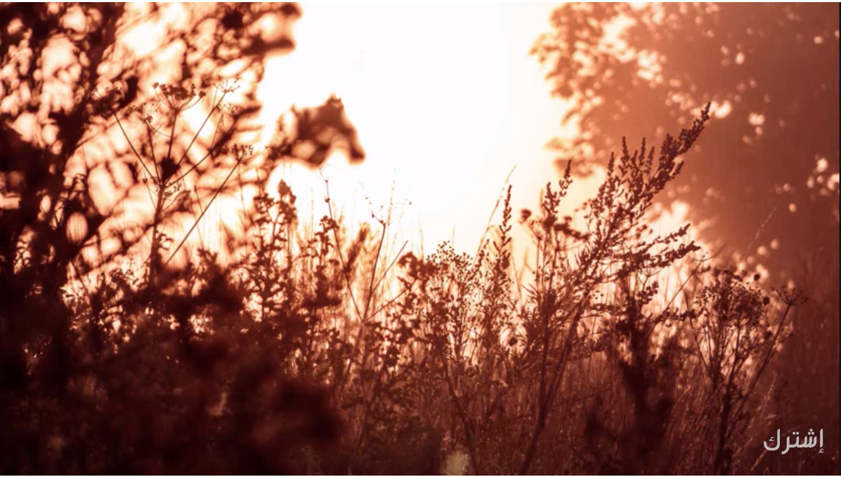 موقع القل الإسلامي شبكة القل الاسلامية