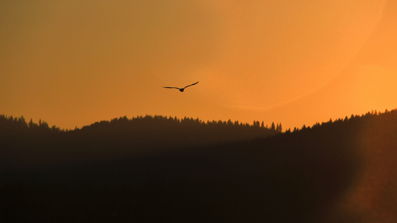 موقع القل الإسلامي شبكة القل الاسلامية