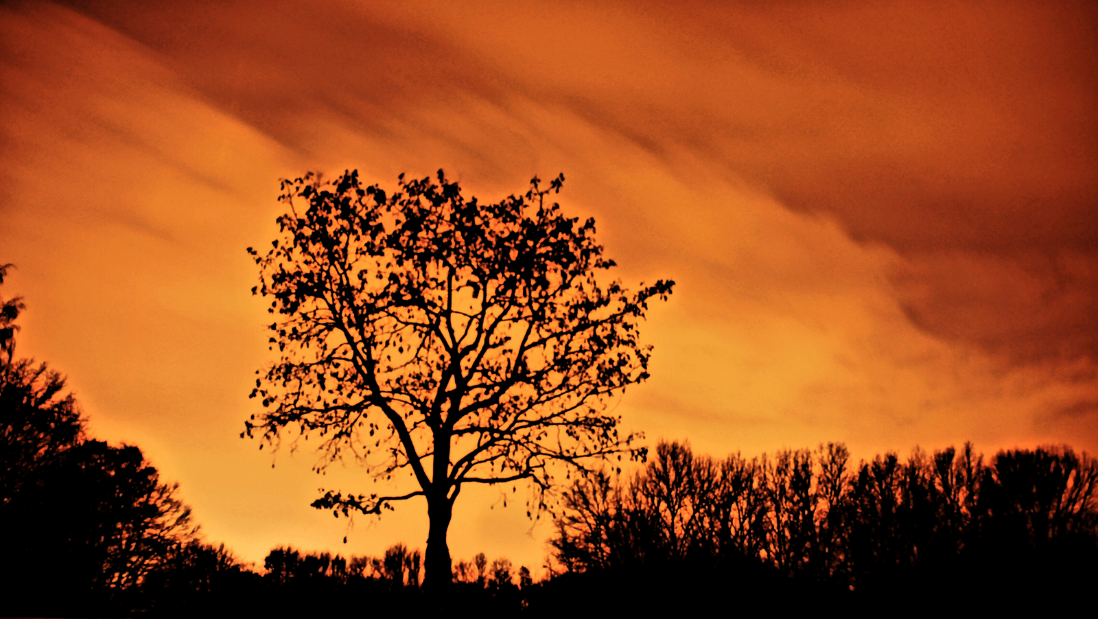 موقع القل الإسلامي شبكة القل الاسلامية