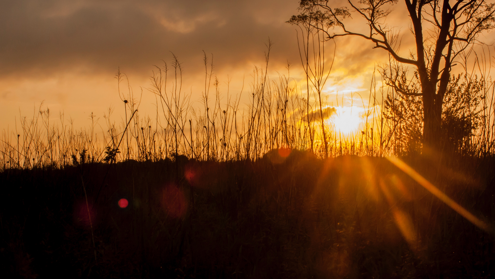 موقع القل الإسلامي شبكة القل الاسلامية